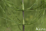 Heermoes (Equisetum arvense)