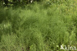 Heermoes (Equisetum arvense)