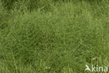 Field Horsetail (Equisetum arvense)