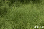 Field Horsetail (Equisetum arvense)