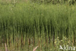 Waterhorsetail (Equisetum fluviatile)