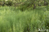 Waterhorsetail (Equisetum fluviatile)