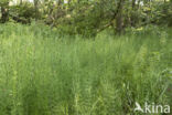 Waterhorsetail (Equisetum fluviatile)