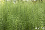 Waterhorsetail (Equisetum fluviatile)