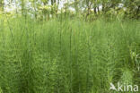 Waterhorsetail (Equisetum fluviatile)