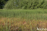 Waterhorsetail (Equisetum fluviatile)