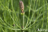 Holpijp (Equisetum fluviatile)