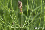 Waterhorsetail (Equisetum fluviatile)