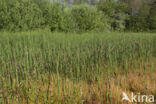 Waterhorsetail (Equisetum fluviatile)