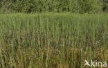 Waterhorsetail (Equisetum fluviatile)