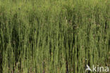 Waterhorsetail (Equisetum fluviatile)