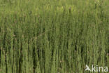 Waterhorsetail (Equisetum fluviatile)