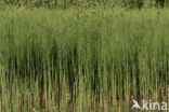 Waterhorsetail (Equisetum fluviatile)