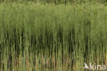 Waterhorsetail (Equisetum fluviatile)