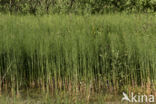 Waterhorsetail (Equisetum fluviatile)