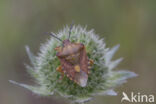 carpocoris purpureipennis