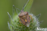 carpocoris purpureipennis