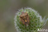 knoopkruidschildwants (carpocoris purpureipennis)