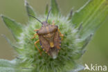 knoopkruidschildwants (carpocoris purpureipennis)