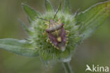 carpocoris purpureipennis