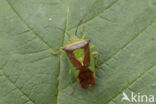 meidoornkielwants (acanthosoma haemorrhoidale)