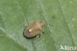 peribalus strictus