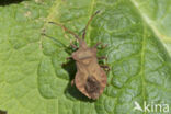 coreus marginatus