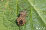 coreus marginatus