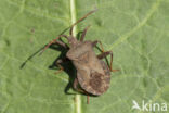 zuringrandwants (coreus marginatus)