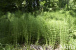 Great Horsetail (Equisetum telmateia)