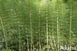 Great Horsetail (Equisetum telmateia)