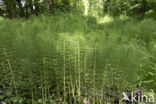 Great Horsetail (Equisetum telmateia)