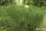 Reuzenpaardenstaart (Equisetum telmateia)