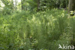 Reuzenpaardenstaart (Equisetum telmateia)