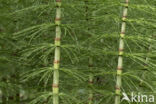 Great Horsetail (Equisetum telmateia)