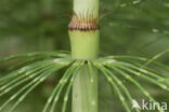 Reuzenpaardenstaart (Equisetum telmateia)