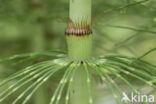 Great Horsetail (Equisetum telmateia)