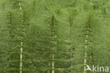 Reuzenpaardenstaart (Equisetum telmateia)