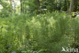 Great Horsetail (Equisetum telmateia)