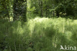 Great Horsetail (Equisetum telmateia)