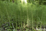 Great Horsetail (Equisetum telmateia)