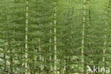 Great Horsetail (Equisetum telmateia)