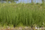 Marsh Horsetail (Equisetum palustre)