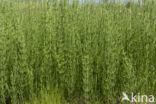 Marsh Horsetail (Equisetum palustre)