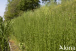 Marsh Horsetail (Equisetum palustre)