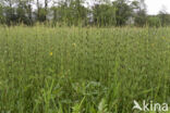 Lidrus (Equisetum palustre)