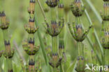 Marsh Horsetail (Equisetum palustre)