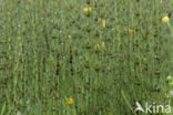 Lidrus (Equisetum palustre)