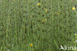 Marsh Horsetail (Equisetum palustre)