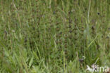 Marsh Horsetail (Equisetum palustre)